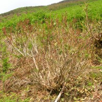 Rhododendron